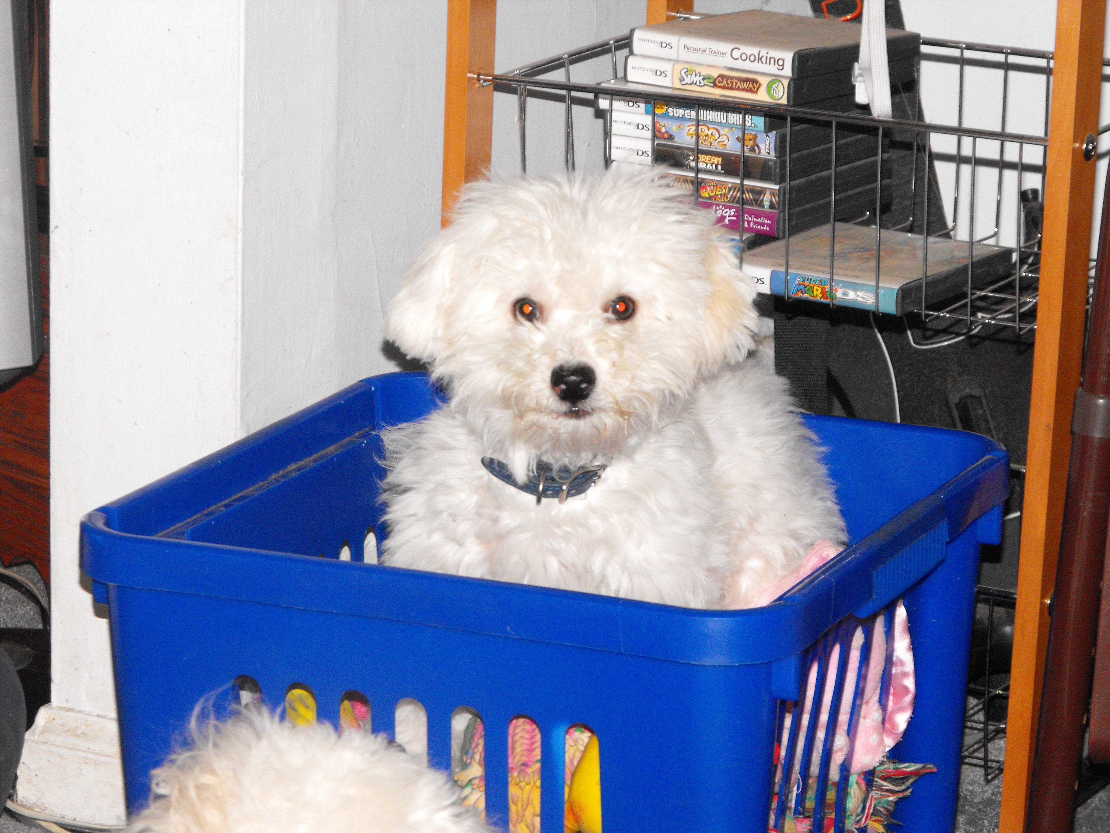 Puppy in toybox