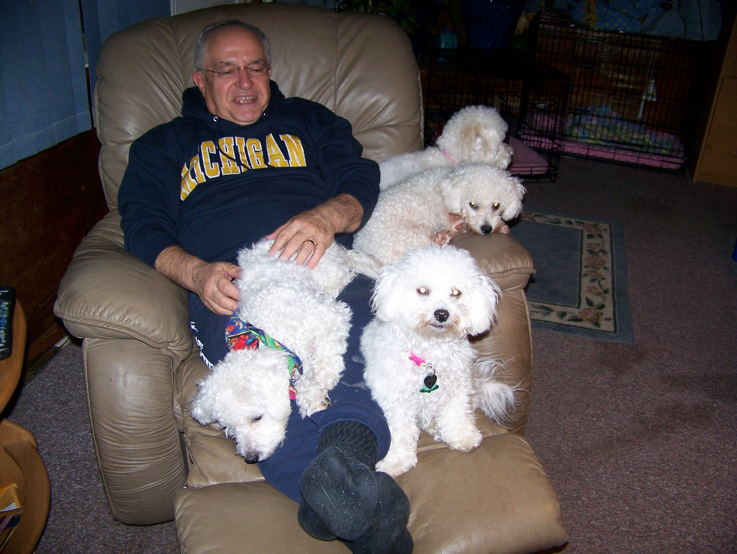 Ron covered in Bichons