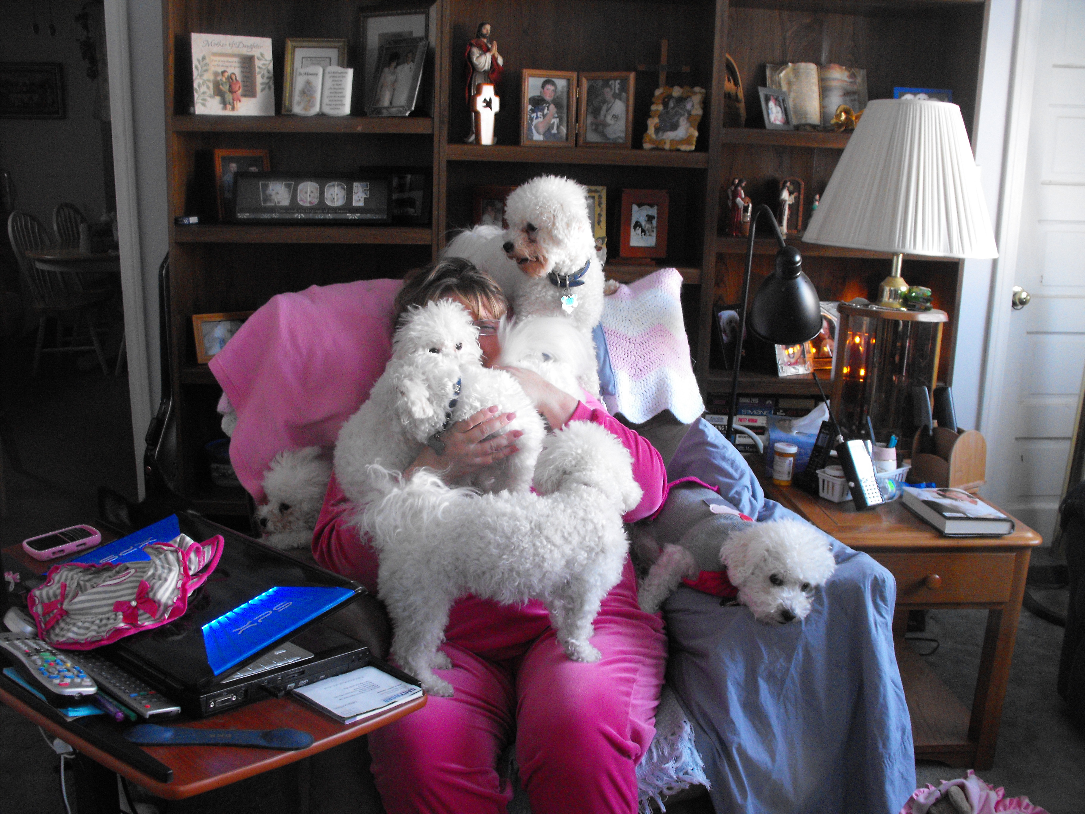 That's me covered in Bichons